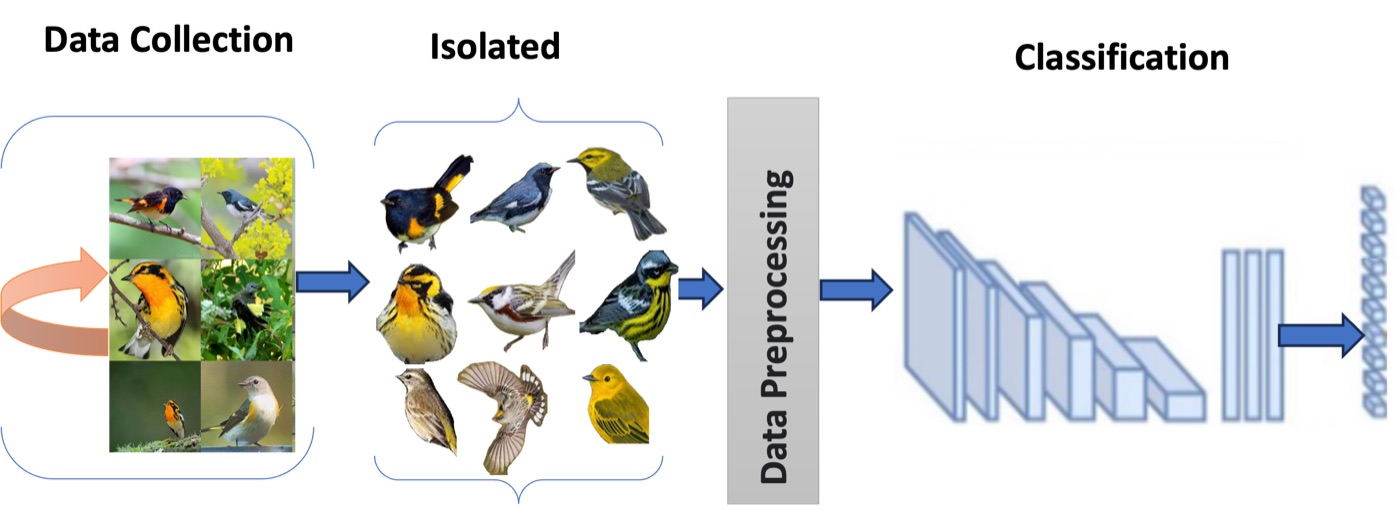 YOLO11 pipeline that segments birds from field images and classifies their species